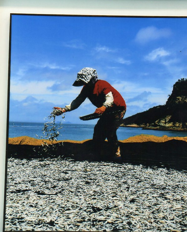img339.jpg