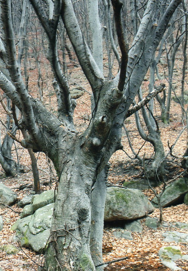 img838.jpg